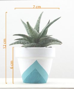 Mini Toprak Saksı 15 3lu set tek mavi Haworthia sade olcu